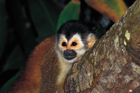 evolutionary theory of dyslexia